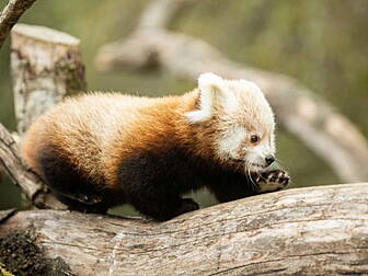 Fota Wildlife Park Announces B...